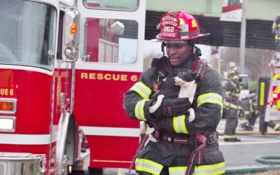 Firefighters Save Pets